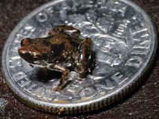  World's smallest frog found